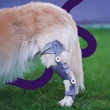 Degenerative Joint Disease of the Canine Stifle: Early Detection and Preventive Strategies